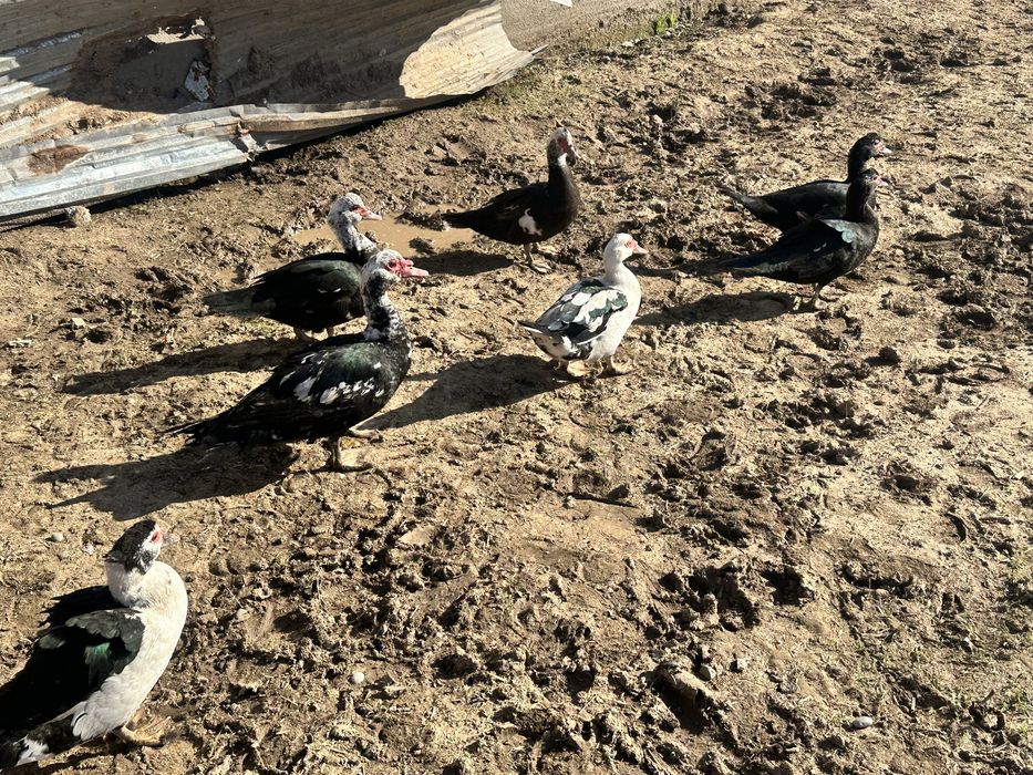 Продам Индоуток 1 самец 6 самок