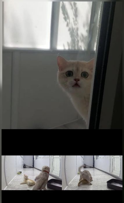 Вязка, кот с опытом , для вислоухих и прямоухих