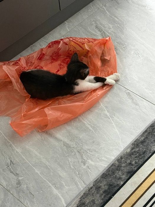 Отдам котёнка в добрые руки