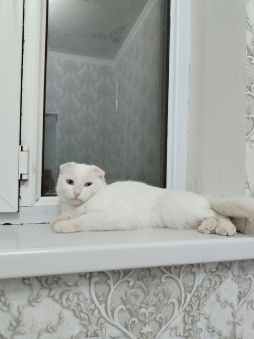 Продаю шотландский кот