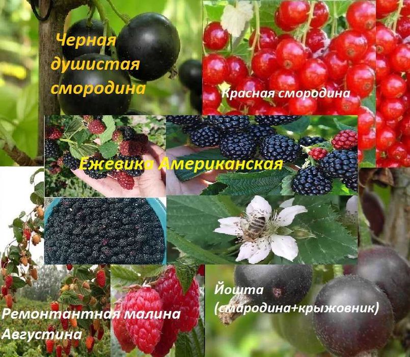 Мевали ва бутасимон ўсимликлар- саженцы плодовых и кустарниковых