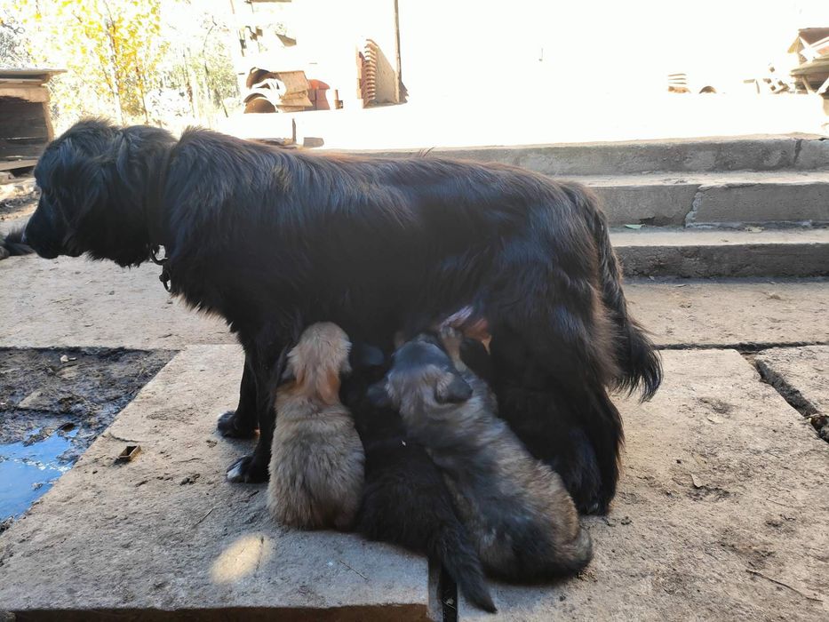 Каракачански кученца