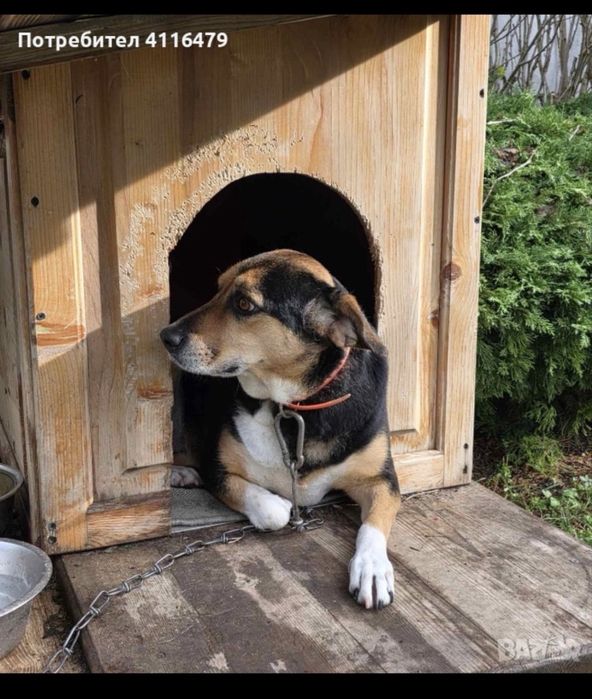 Подарявам си кученцето