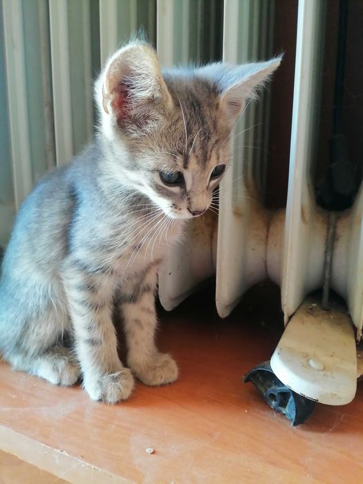 Котята мальчики в добрые руки
