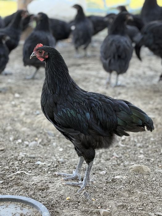 Cocosi tineri Leghorn si Australorp