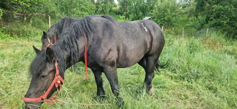 Vând 2 manze una are 3 si una 4 anivând 2 manze foarte frumoase una de 3 ani gestanta de 3 luni si cealaltă are 4 ani amândouă au pașapoarte