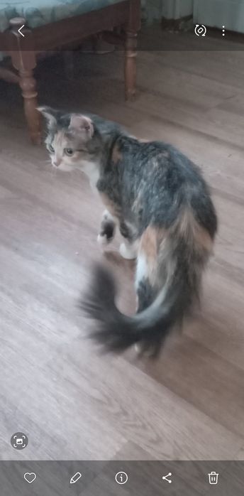 Подарю кошечку и кота.