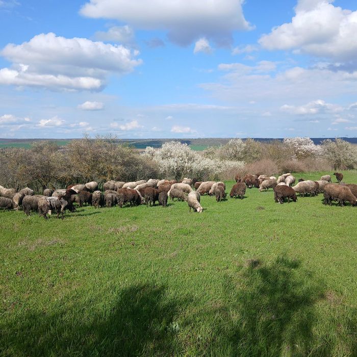 Продавам 150 броя Овце