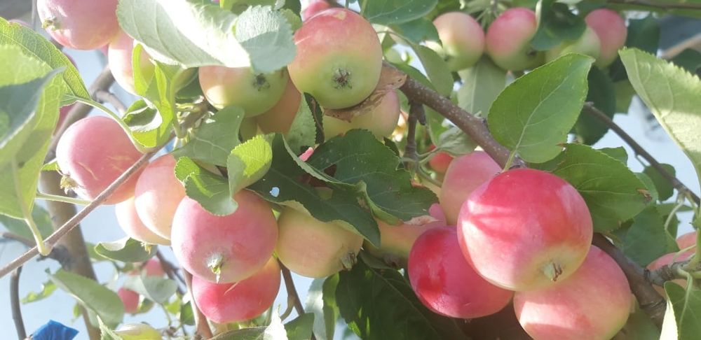 Продам дом в м-не Бирлик