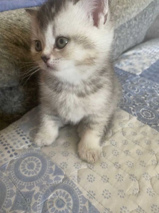 КОТЯТА Скоттиш-Страйт Вислоухие Скоттиш-Фолд