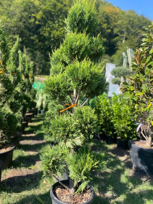 Plante ornamentale