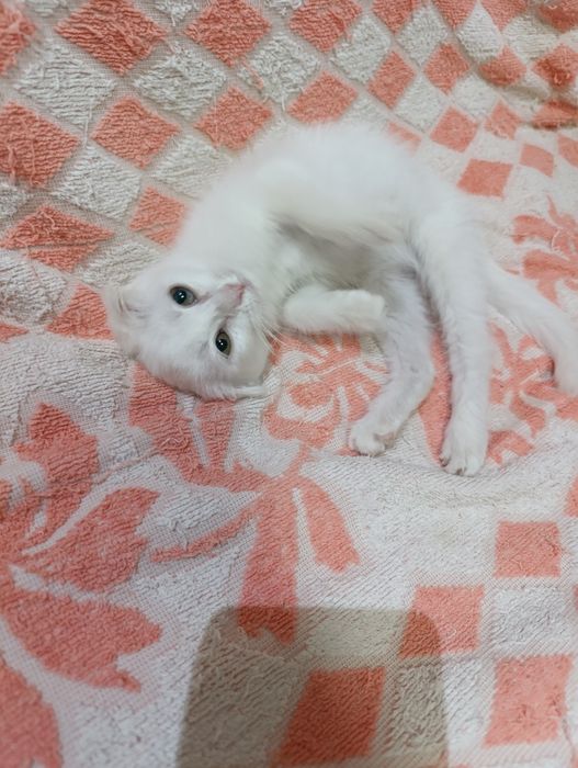 Продается девочка Скоттиш фолд
