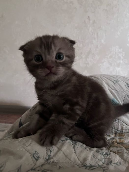 котенок / марғау