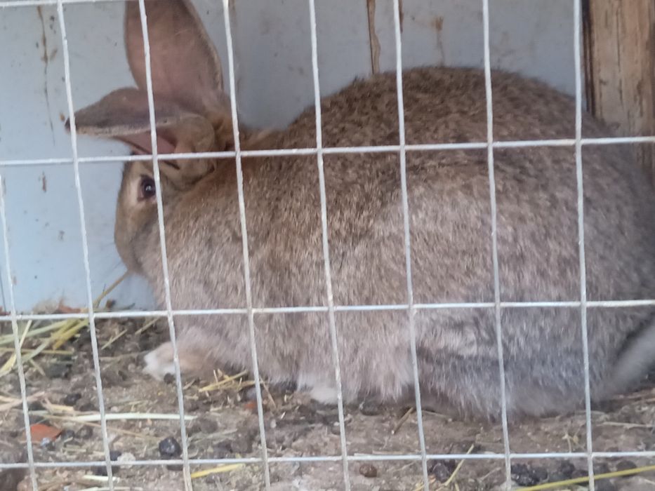 Куен гушти 100000 сум