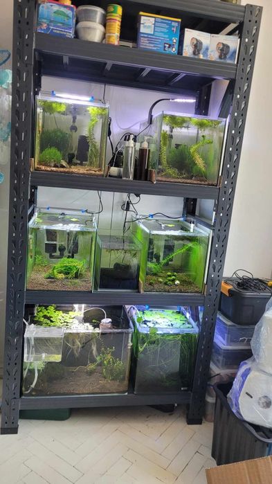 Скариди, ендлери и живи хранителни култури