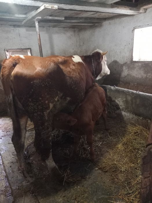 Vând vaca baltata românească cu vițel angus
