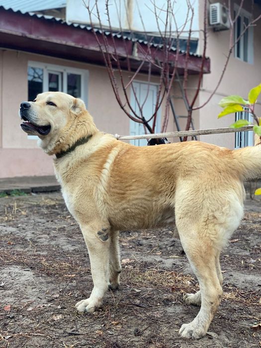 продаёт собака кушик 1 жас 4 ай