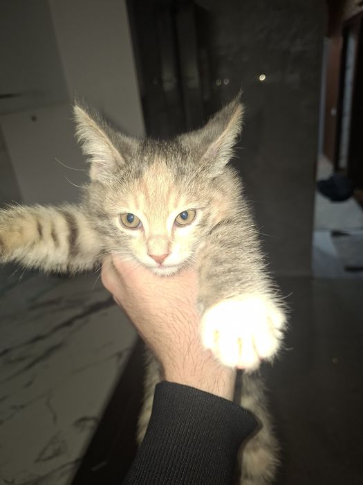 Mushuk bolalari tekinga