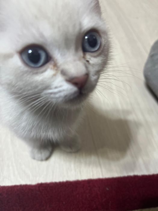 Британская девочка