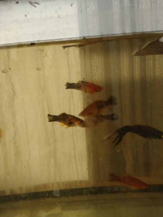 Ситцевые меченосцы