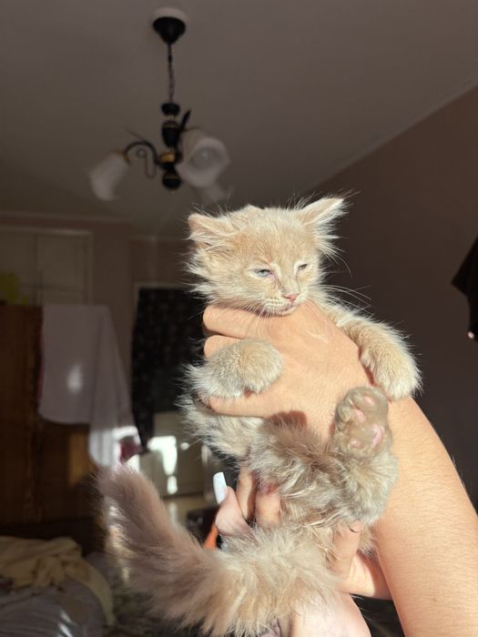 котенок в добрые руки