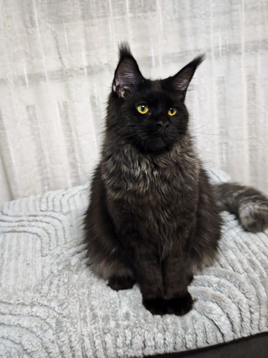 Мейн Кун мальчики