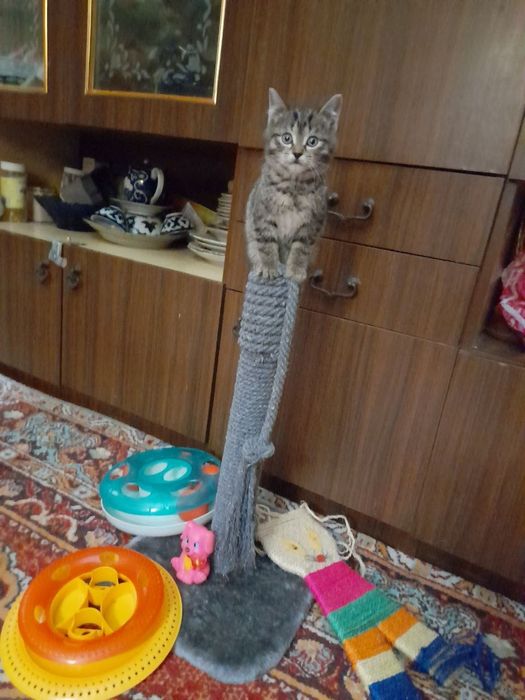 Когтеточки для котят и кошек. Высота когтеточки 60см