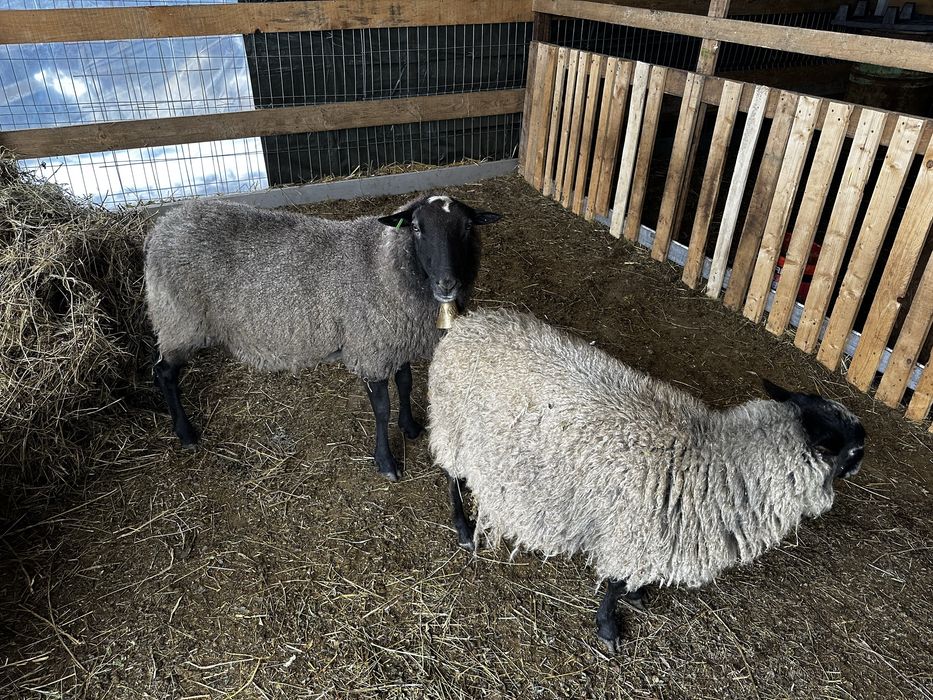 Berbec si oi romanov