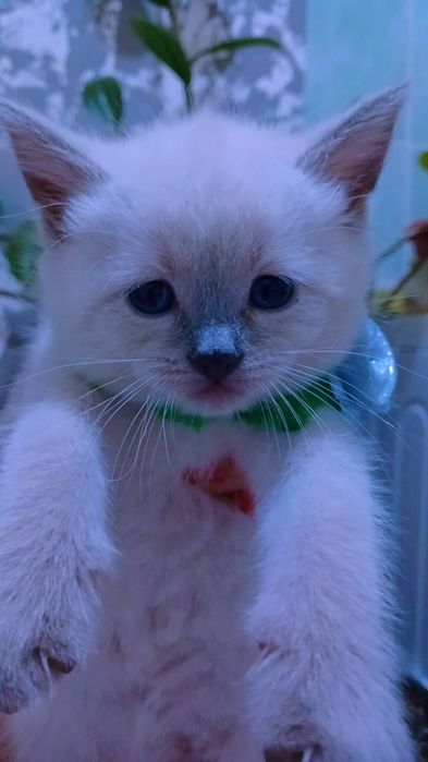 продаётся породистый котенок