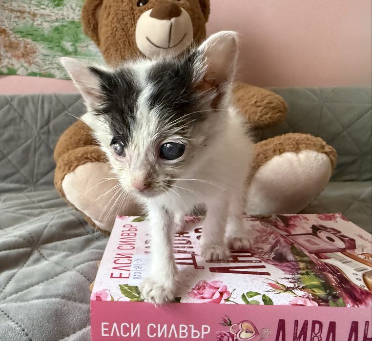 Подаряваме котета
