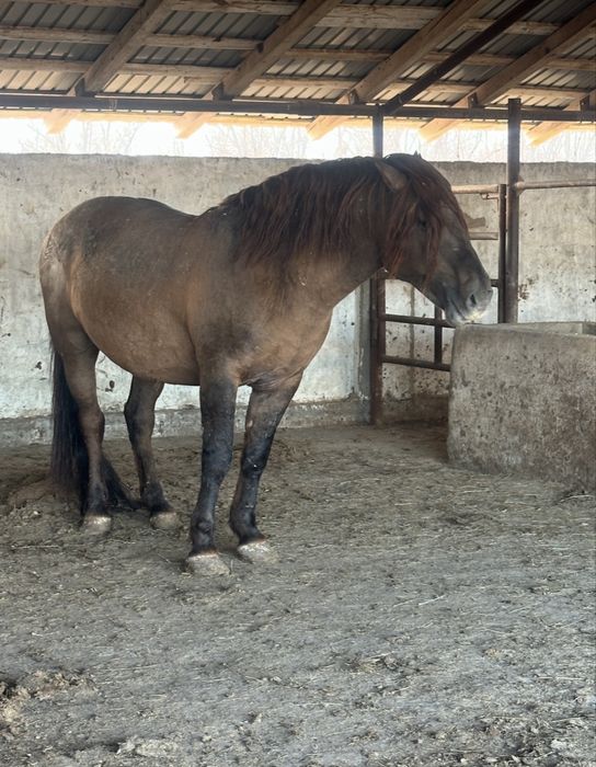 Айгыр актобе каласы