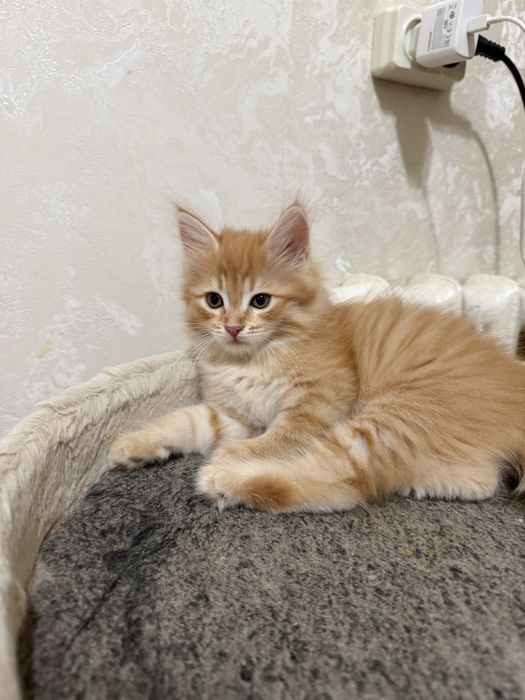 Рыжий сибирский котенок