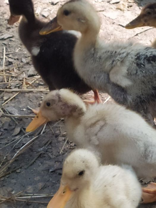 Pekin. Favorit zotliy o'rdakchalar