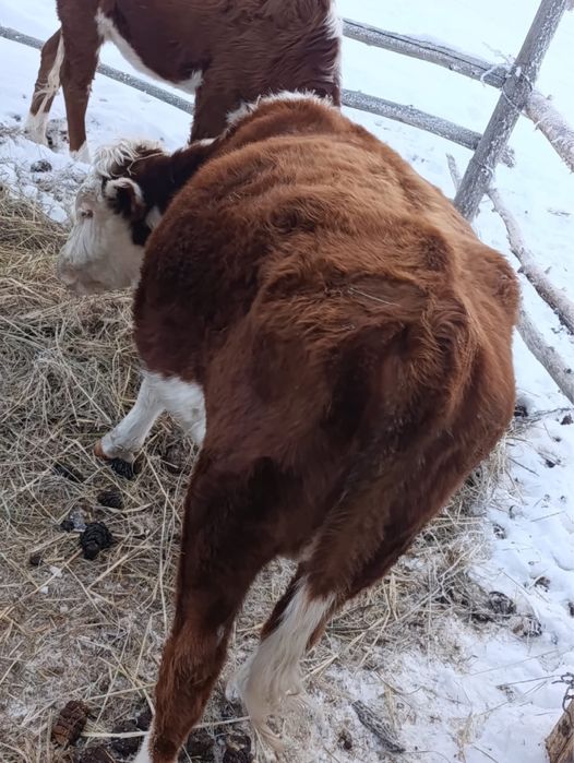 Соғым сатылады жас мал