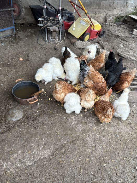 Vand cocsi matase japonezi