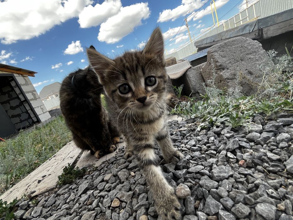 Отдам кота бесплатно