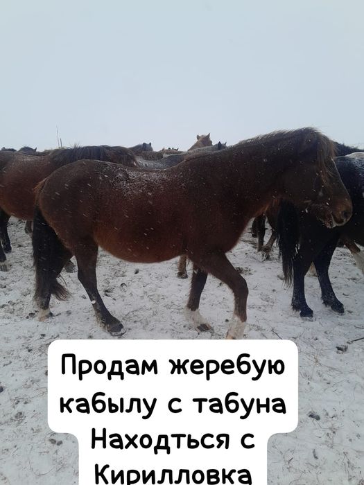 Продается Лошадь