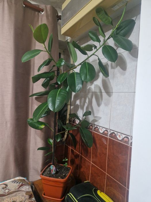 Ficus de vânzare