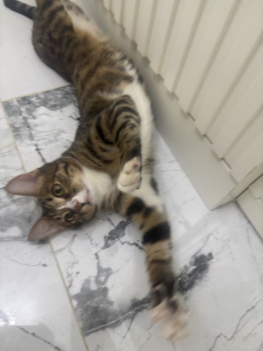 Отдам в хорошие руки