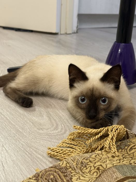 Красивый котик в добрые руки