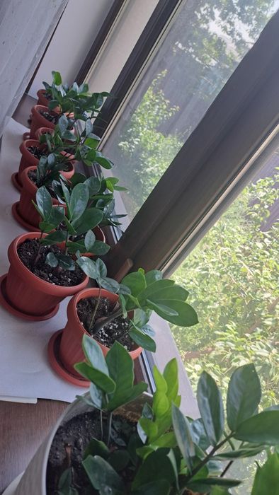 Продам цветы домашние цены от  500