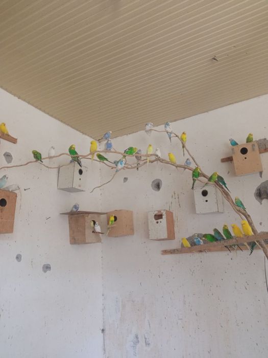 toʻti bolari onasi tuxum qoʻyadi par