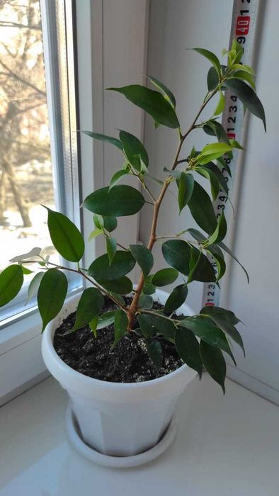 Фикус Бенджамина (Ficus benjamina)