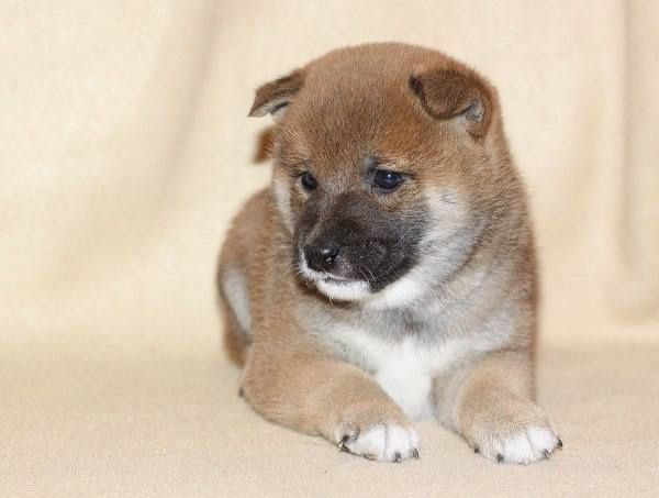 Собачки сиба ину