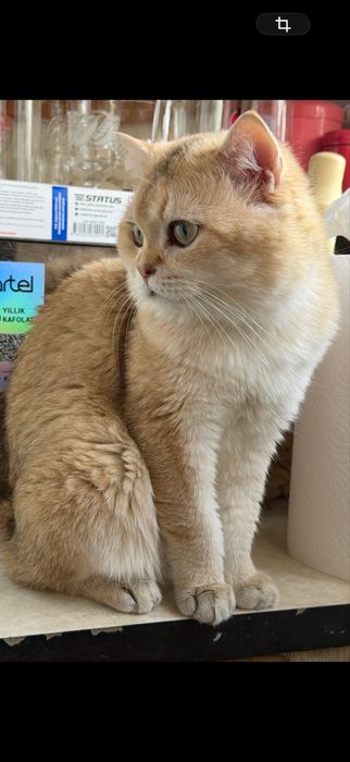 Котята британские Шиншиллы