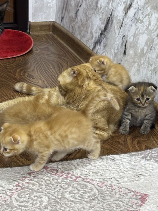 котята породистые вислоухие