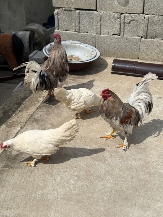 2 cocoșii și 2 puicuțe rasă pitică