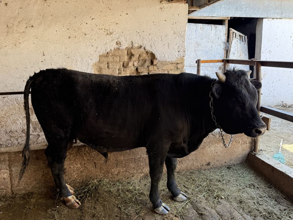 Бык бұқа байлауда тұр