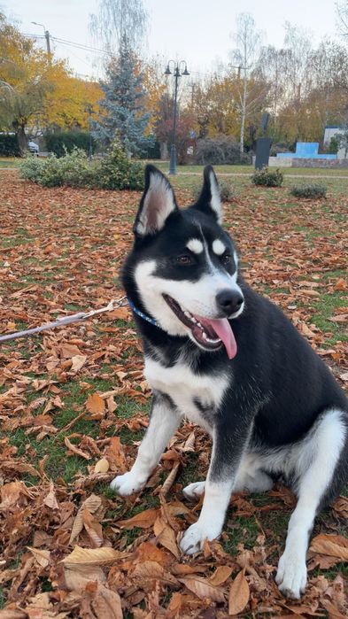 URGENT ! Câine Husky mix spre adopție  prietenoasă și jucăușă