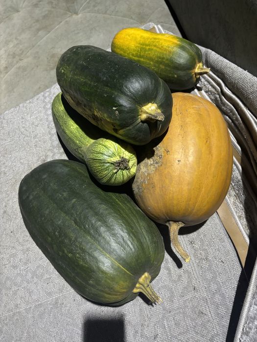 Продам домашнею тыкву